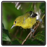 Kicau Cipoh Pemaster