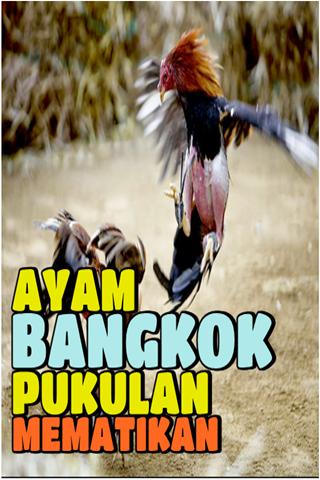 Ciri Ayam Bangkok Aduan Dengan Pukulan Mematikan Für Android