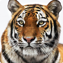 Tiger live wallpaper APK
