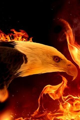 Bald Eagle Wallpaper For Android Apk Download