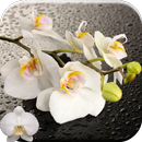 Orchid 3D Live Wallpaper-APK