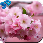 桜の花のライブ壁紙 アイコン