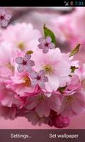 桜の花のライブ壁紙 ポスター