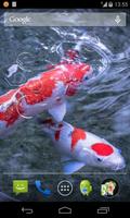 Koi fish Live Wallpaper 海報