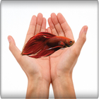 betta fish care-ultimate guide أيقونة
