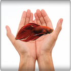 betta fish care-ultimate guide simgesi