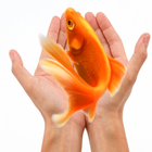 Goldfish Care أيقونة