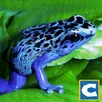 Frog Survival Simulator APK