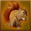 Forest Squirrel Simulator