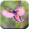 Birds Wallpaper
