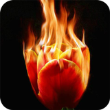 Burning tulip Live Wallpaper icône