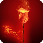 Scarlet rose icône