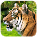 Tiger Live HD Wallpapers APK