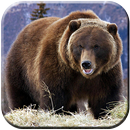 Bear HD Wallpapers APK