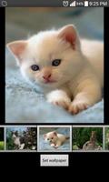 Cute Cats HD Wallpaper poster
