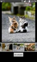 Cute Cats HD Wallpaper screenshot 1