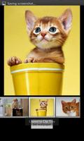 Cute Cats HD Wallpaper screenshot 3