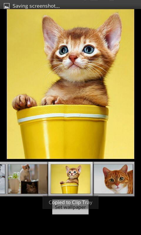 Cute Cats Live Wallpaper Apk Download Free Personalization App For