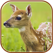 Deer  HD Wallpapers