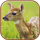 Cerfs Live HD Wallpapers APK