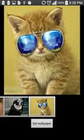 Funny HD Wallpapers پوسٹر