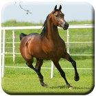 Horse HD  Wallpapers ไอคอน