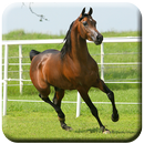 Cheval HD Live Wallpapers APK