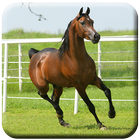 Horse HD  Wallpapers icon