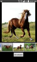 Horse HD  Wallpapers پوسٹر