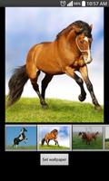 Horse HD  Wallpapers تصوير الشاشة 1
