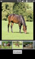 Horse HD  Wallpapers ภาพหน้าจอ 2