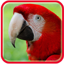 Parrots  HD Wallpapers APK