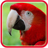 Perroquets vivent HD Wallpaper icône