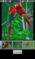 Parrots  HD Wallpapers screenshot 3
