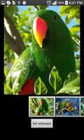 Parrots  HD Wallpapers poster
