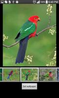 Parrots  HD Wallpapers screenshot 1