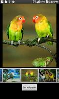 Parrots  HD Wallpapers screenshot 2