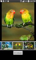 Parrots  HD Wallpapers ảnh chụp màn hình 2