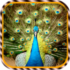 Peacock Live-Hintergründe Zeichen