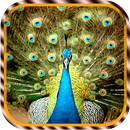 Peacock Live Wallpapers APK