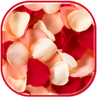 Rose Petals HD Wallpaper آئیکن