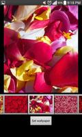 Rose Petals HD Wallpaper اسکرین شاٹ 1