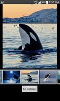 Whale Live Wallpaper HD Cartaz