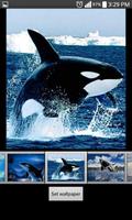 Whale Live Wallpaper HD imagem de tela 1