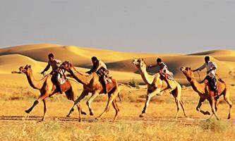 King Camel Race UAE स्क्रीनशॉट 1