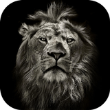 Lion Thème CM Locker icône