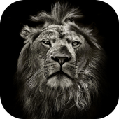 Lion Thème CM Locker icon