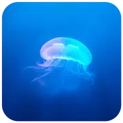 海洋精靈主題 獵豹鎖屏大師