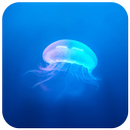 Jellyfish CM locker Theme APK
