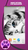 Kot Kocięta Žyć Tapety plakat